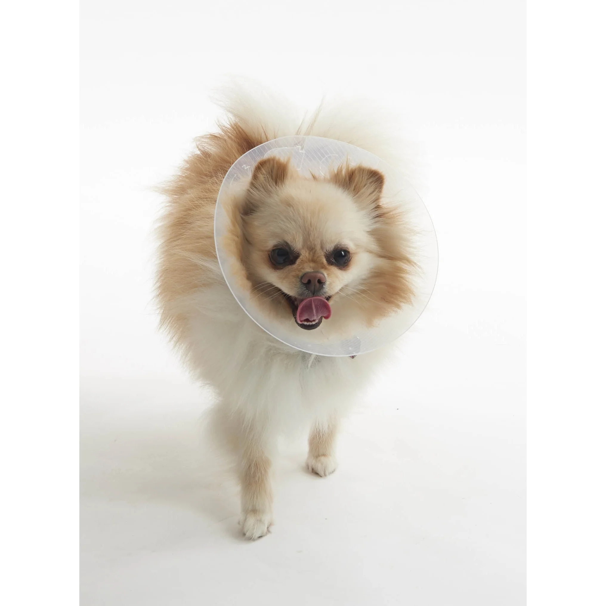 Buster E-Collar For Dogs XS - Pack of 10 - Image 11