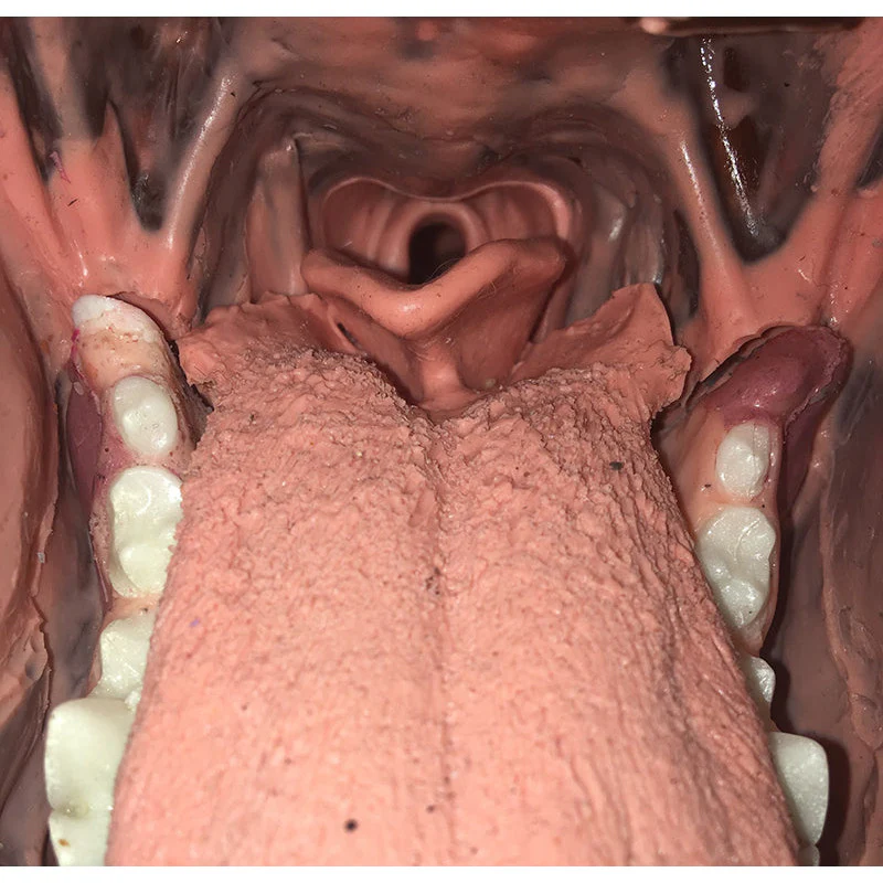 Canine Dental Technician Model - Image 2