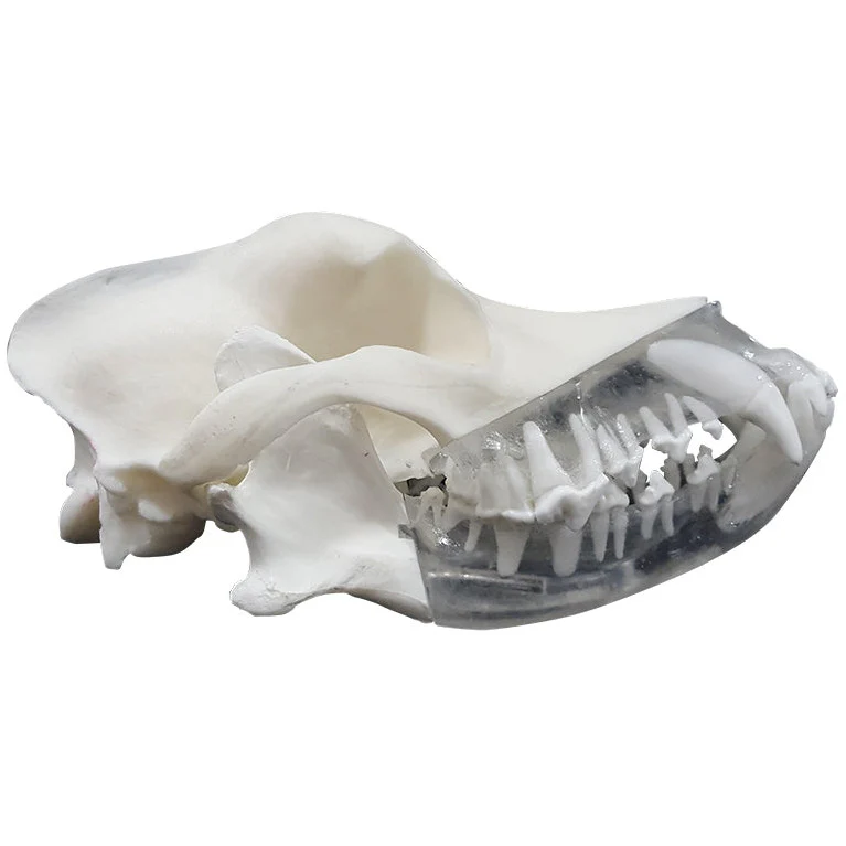Canine Dental Technician Model - Image 3