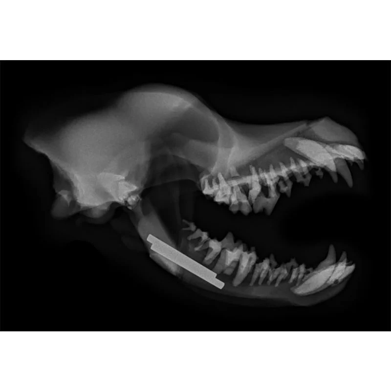 Canine Dental Technician Model - Image 4
