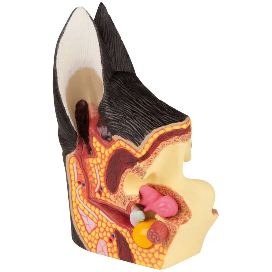 Canine Ear Healthy/Diseased - Image 2