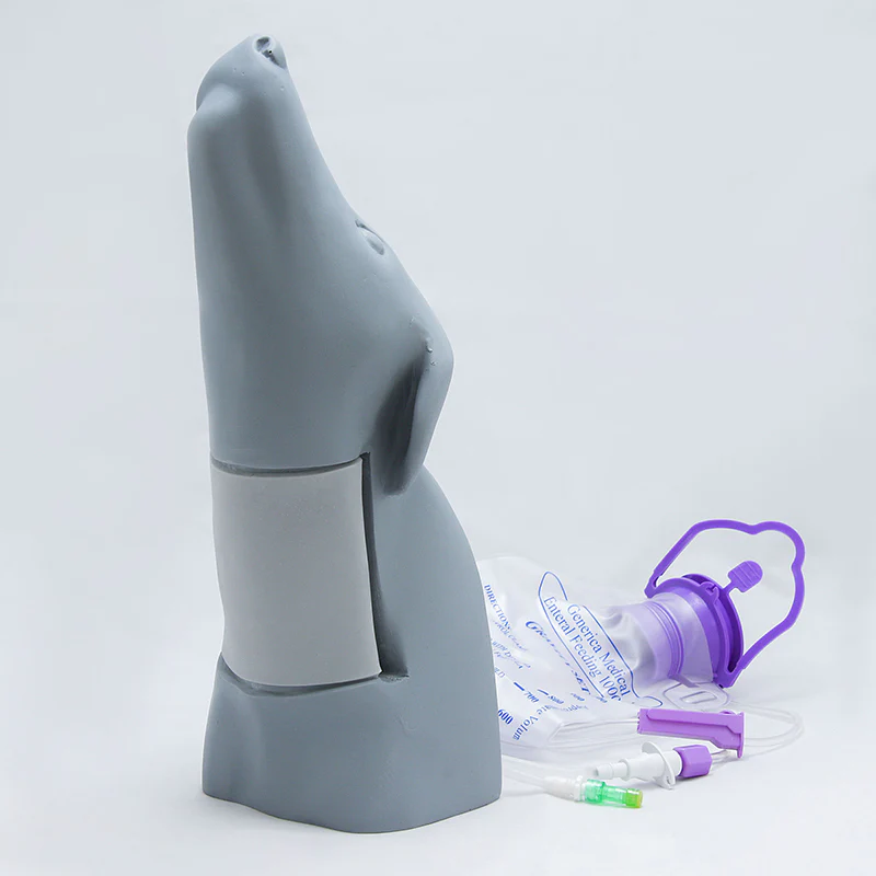 Canine Head Vascular Access Simulator