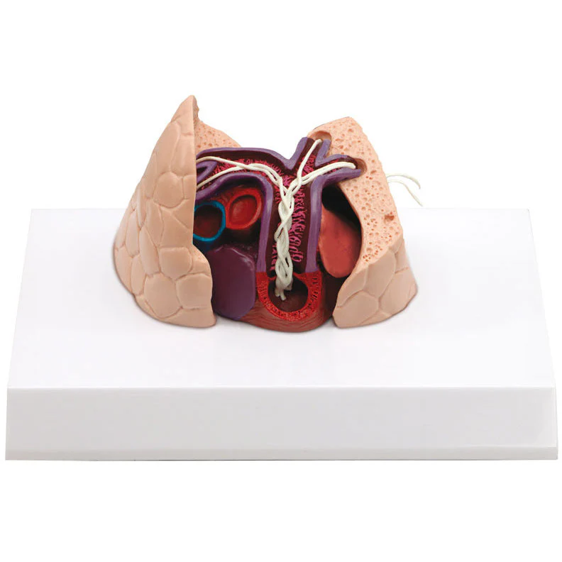 Canine Heart and Lung