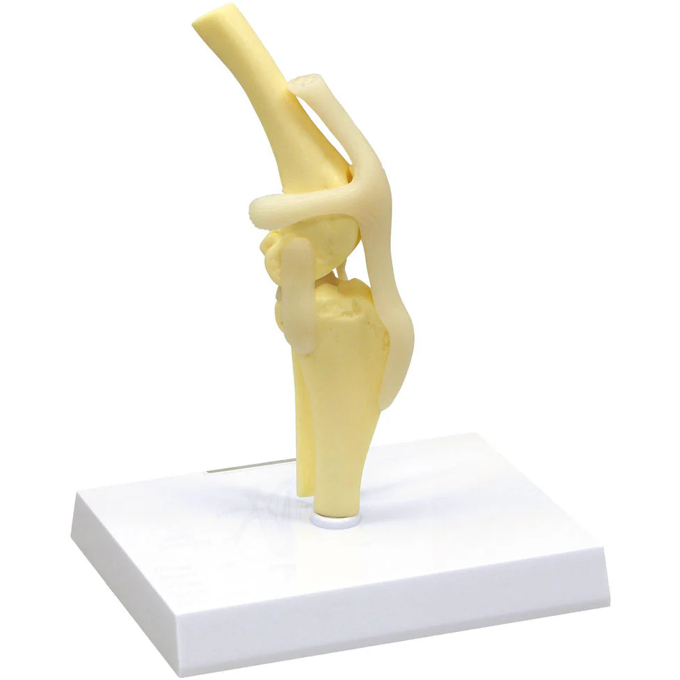 Canine Knee