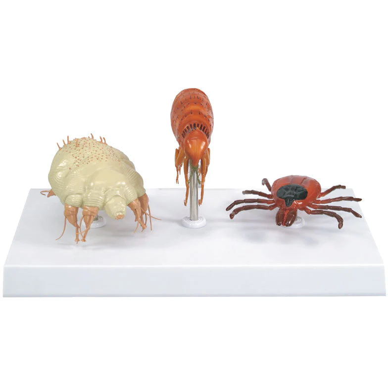 Canine Parasites
