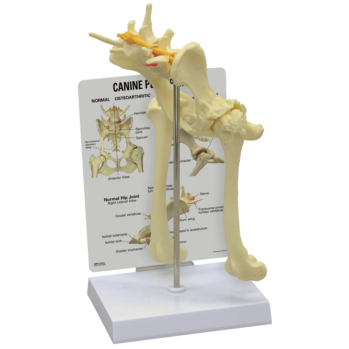Canine Pelvis (Hip) Model