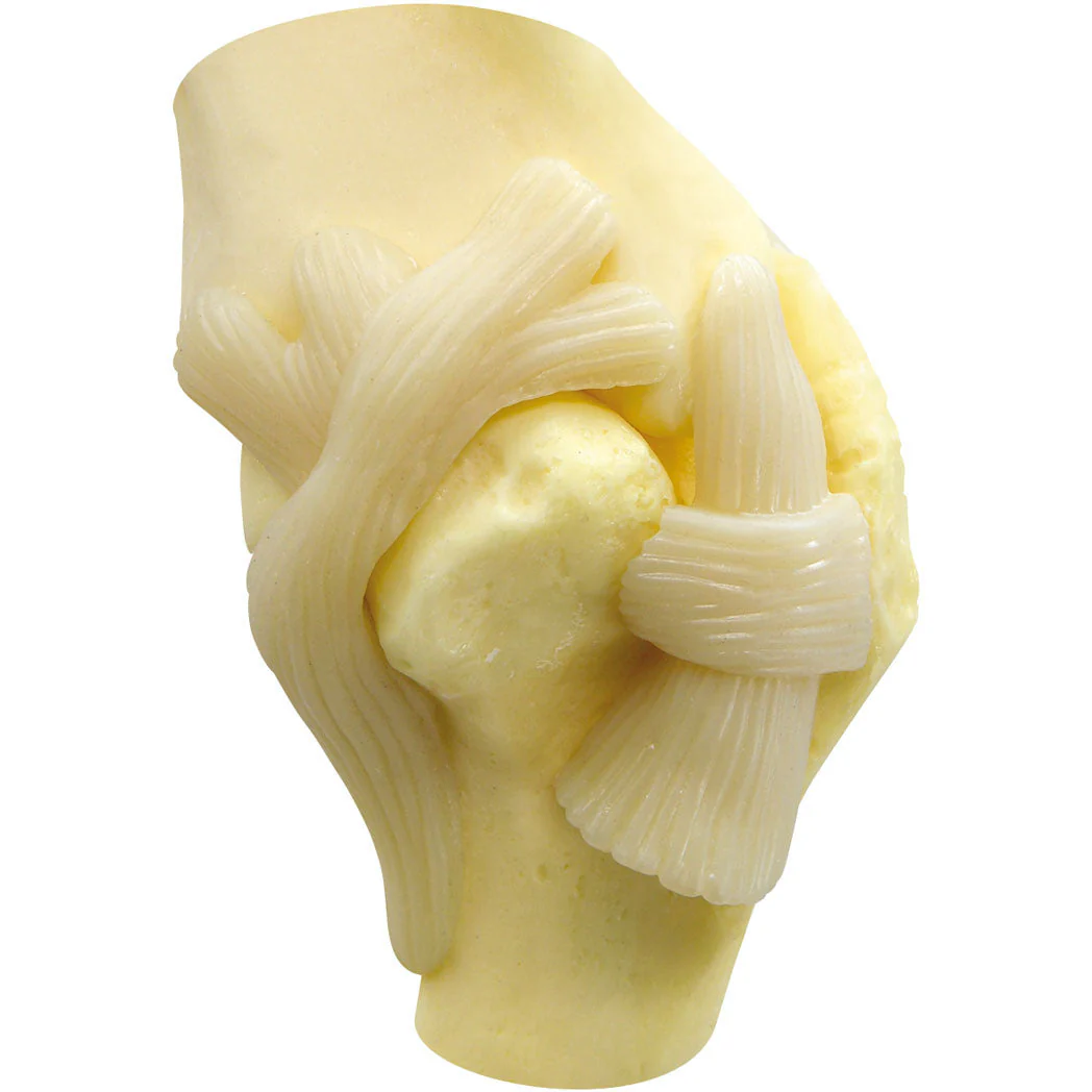 Canine Shoulder - Image 2