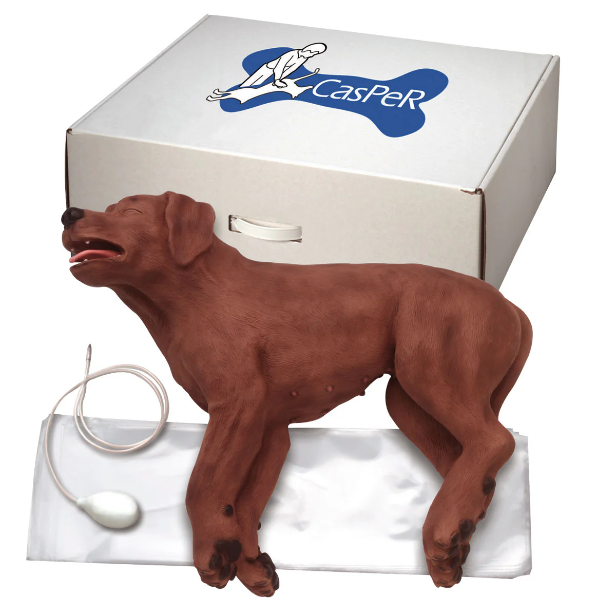 CasPeR the CPR Dog