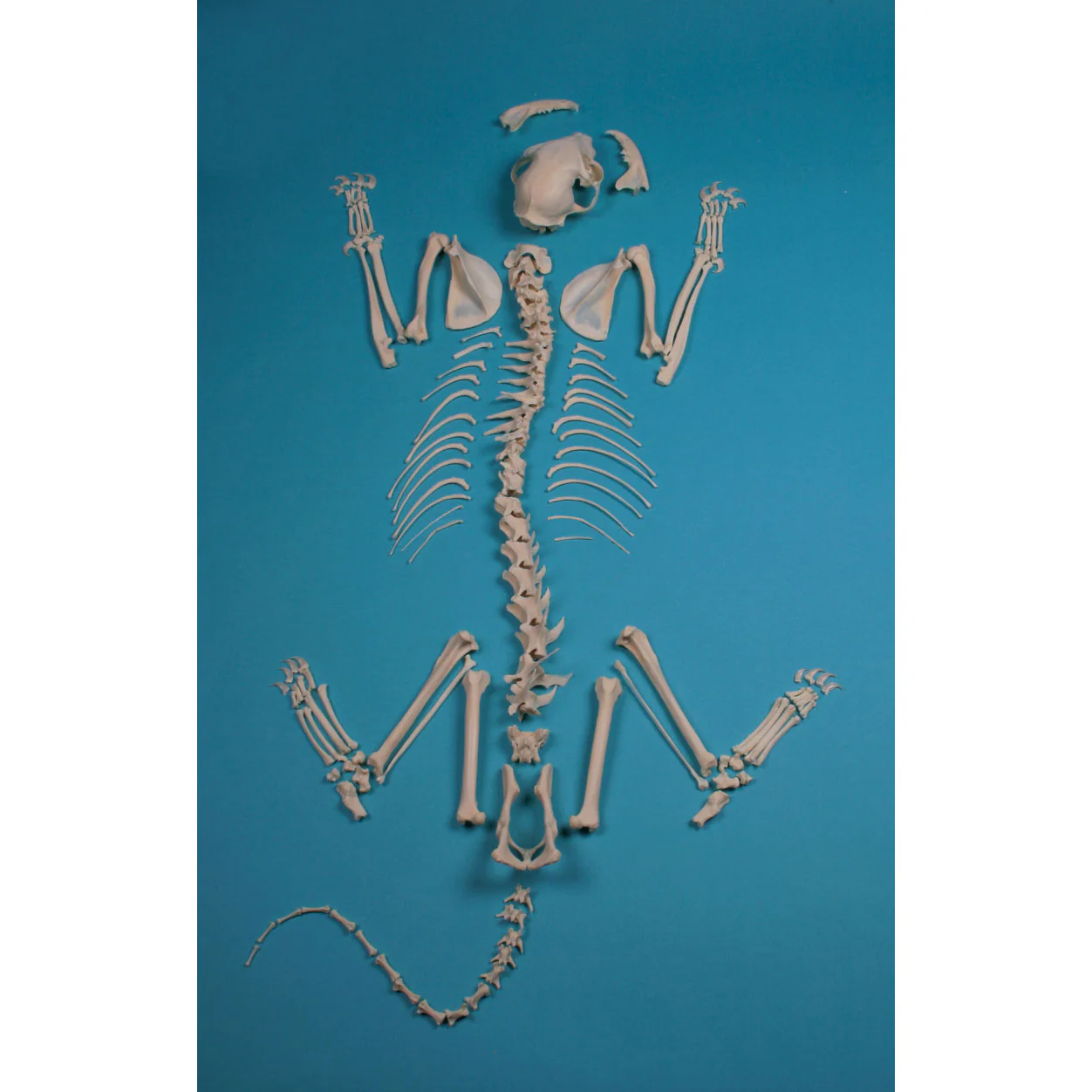 Cat Skeleton Assembled
