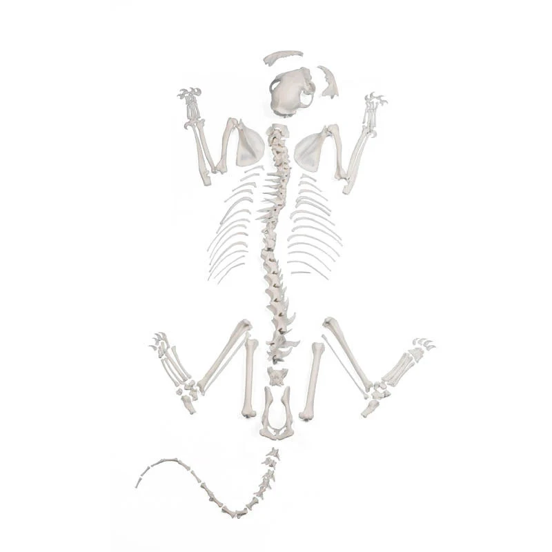 Cat Skeleton Unassembled