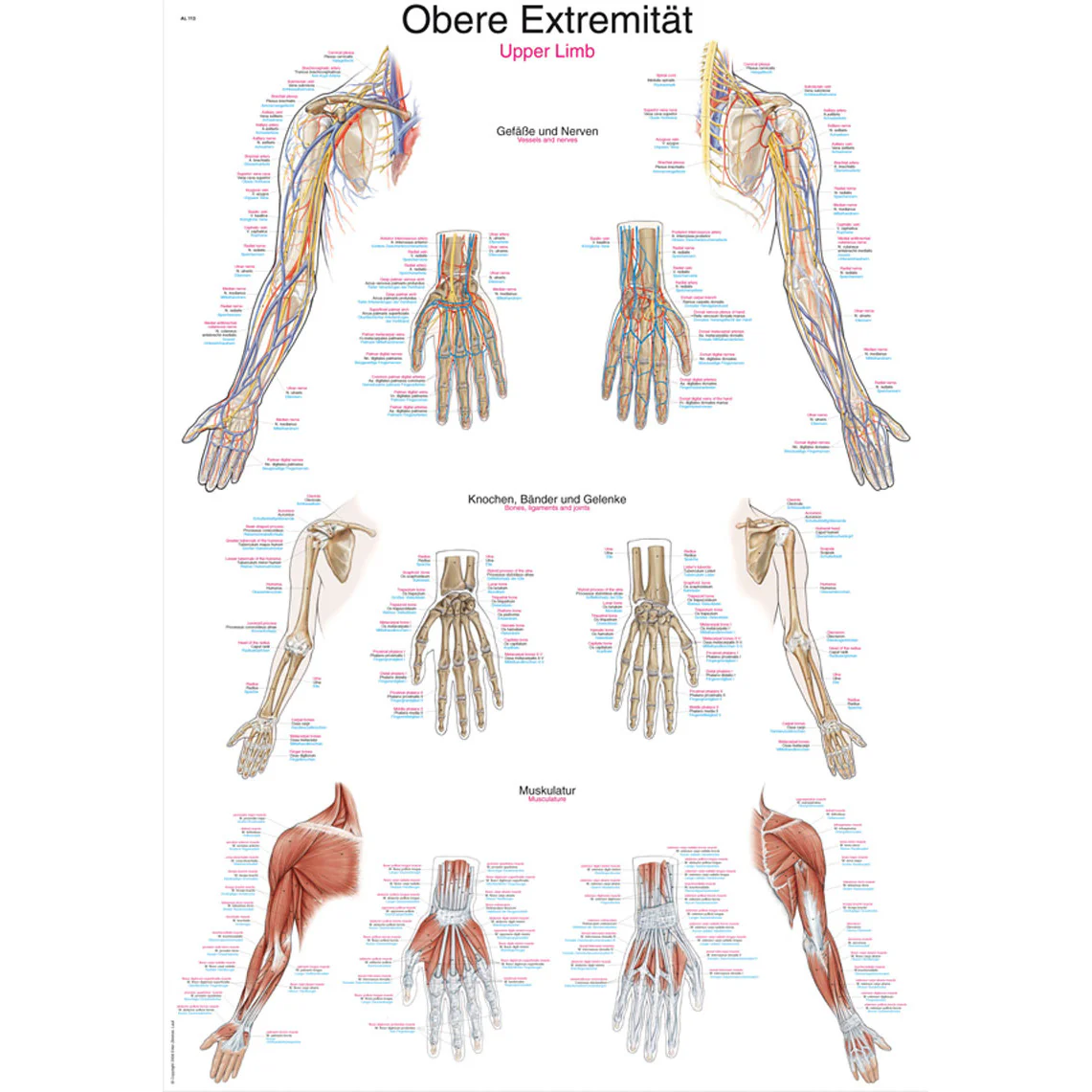 Chart Upper Limb - 70x100cm