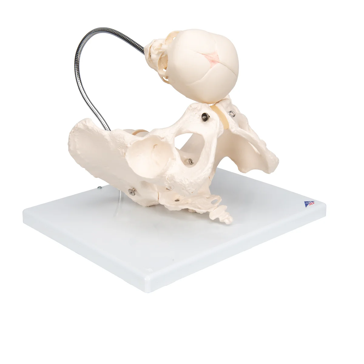 Childbirth Demonstration Pelvis Skeleton Model with Fetal Skull - Image 3