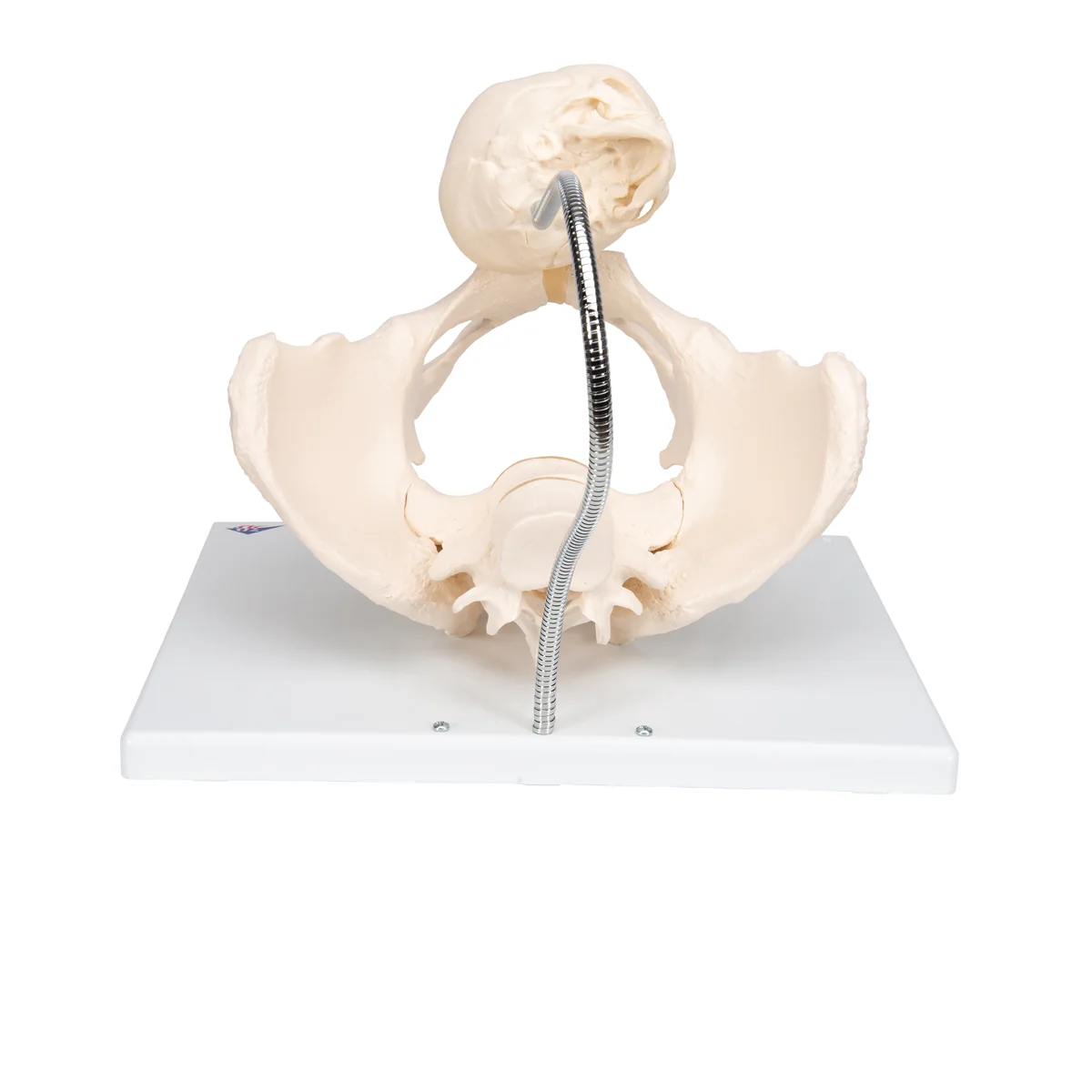 Childbirth Demonstration Pelvis Skeleton Model with Fetal Skull - Image 4