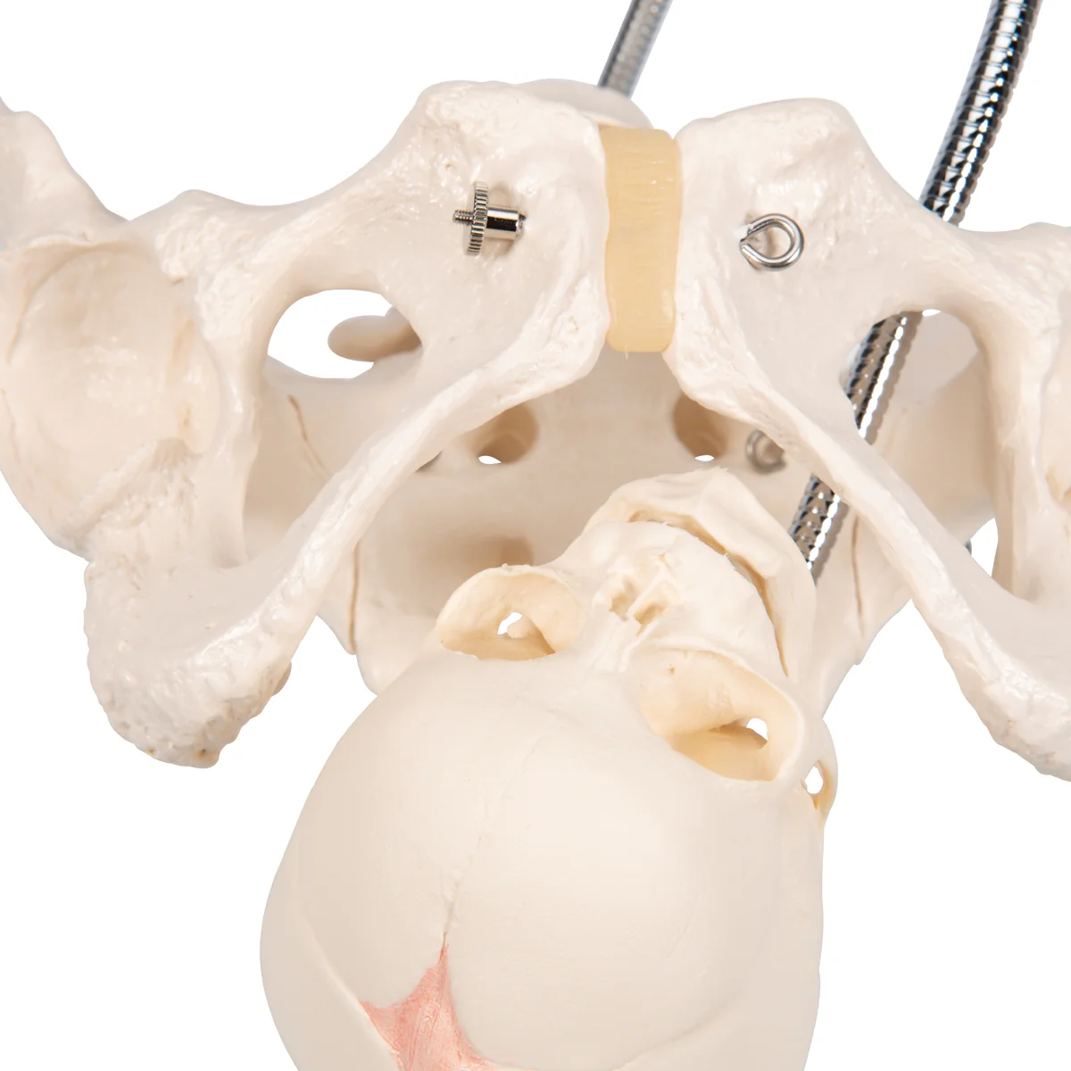 Childbirth Demonstration Pelvis Skeleton Model with Fetal Skull - Image 5