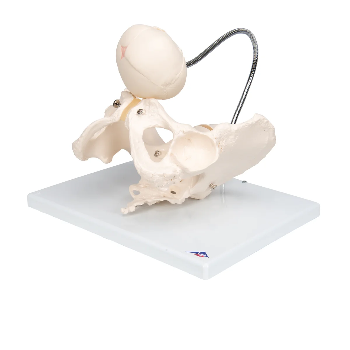 Childbirth Demonstration Pelvis Skeleton Model with Fetal Skull - Image 7