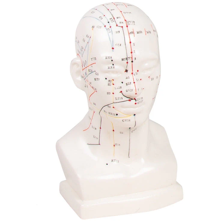 Chinese Acupuncture Head