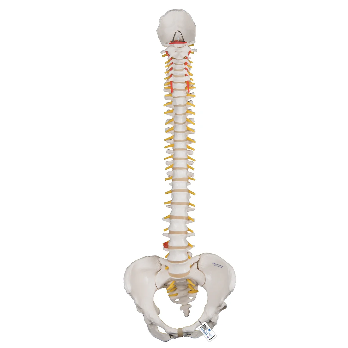 Classic Flexible Human Spine Model with Female Pelvis - Image 2