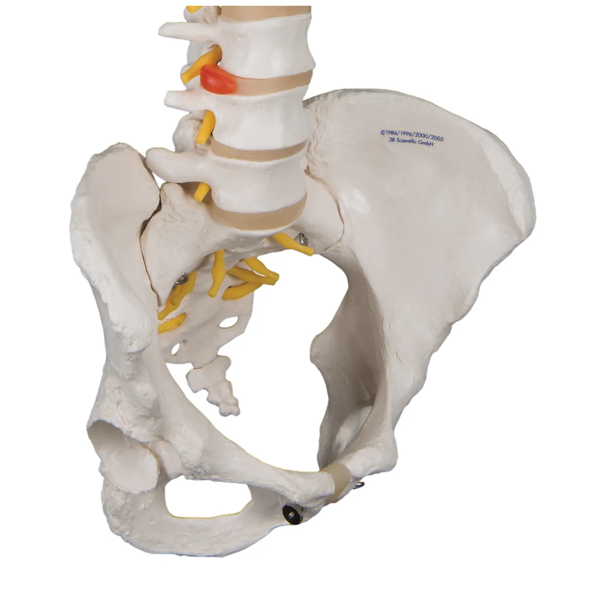 Classic Flexible Human Spine Model with Female Pelvis - Image 3
