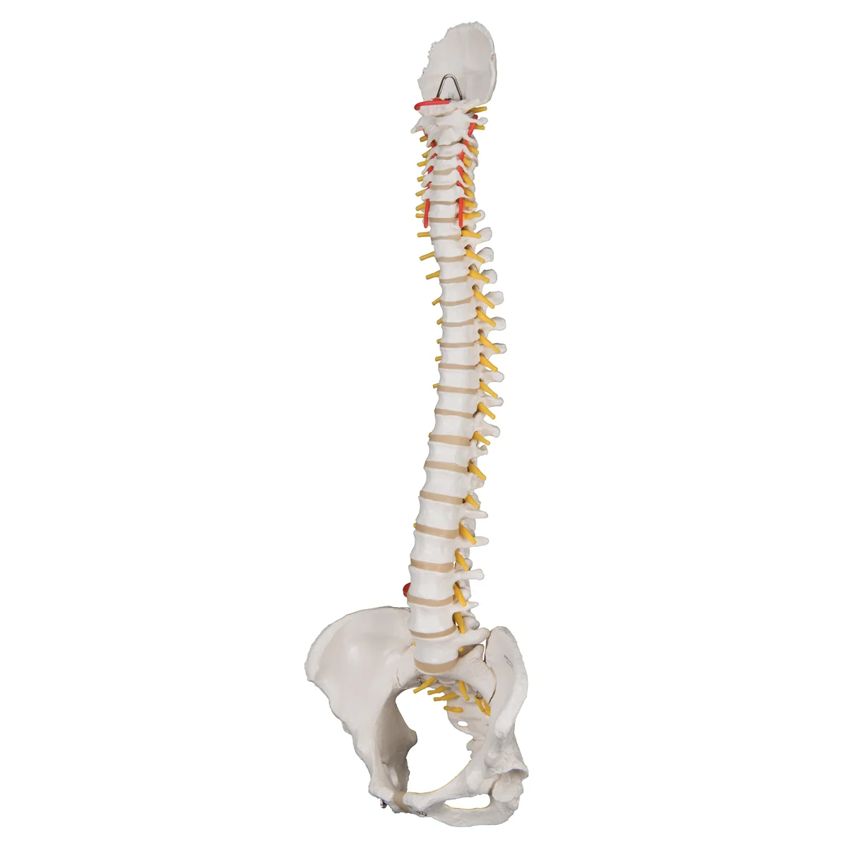 Classic Flexible Human Spine Model with Female Pelvis - Image 4