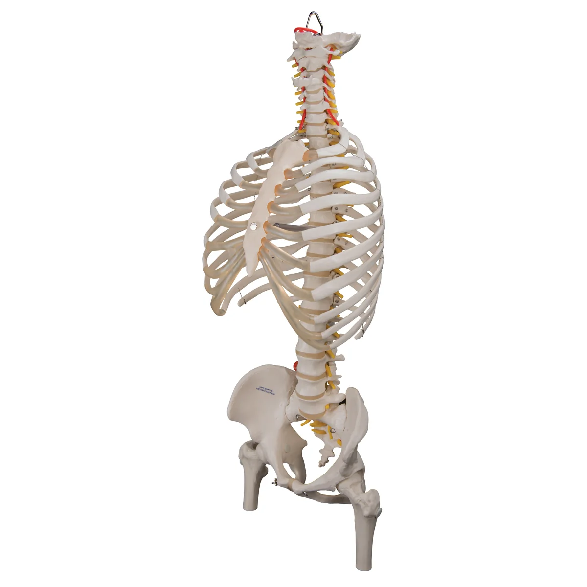 Classic Flexible Human Spine Model with Ribs & Femur Heads - Image 3