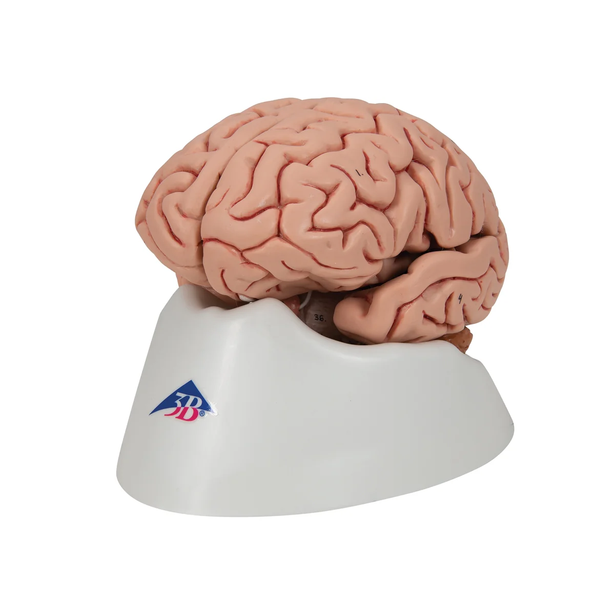 Classic Human Brain Model, 5 part - Image 5