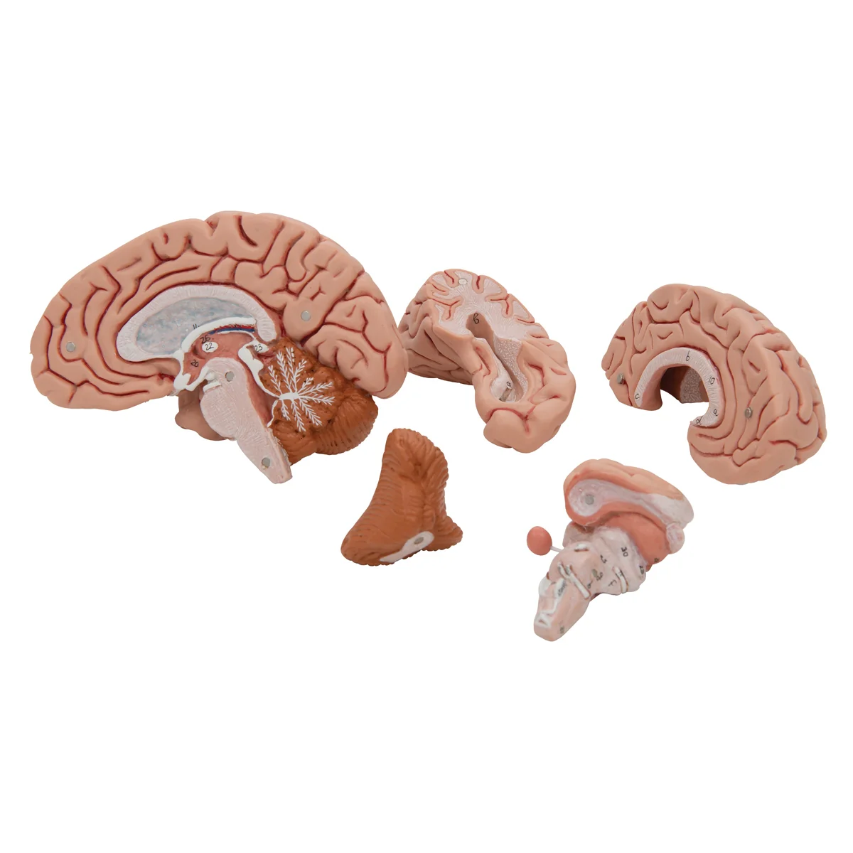 Classic Human Brain Model, 5 part - Image 6