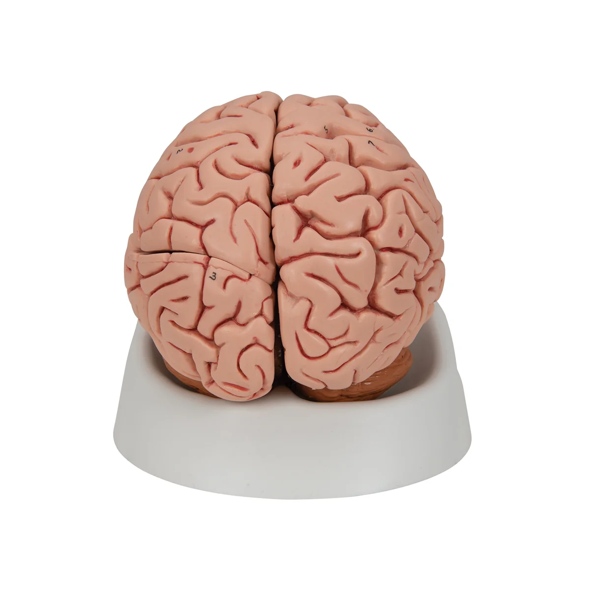 Classic Human Brain Model, 5 part - Image 7