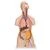 Classic Unisex Human Torso Model with Opened Neck and Back, 18 part