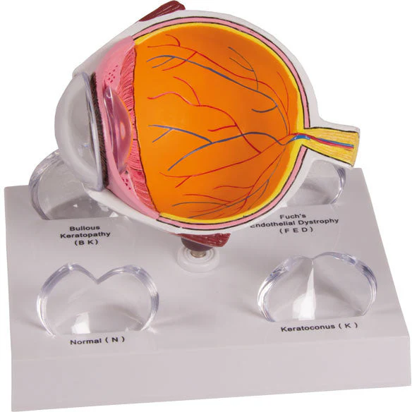 Cornea Eye Cross-Section