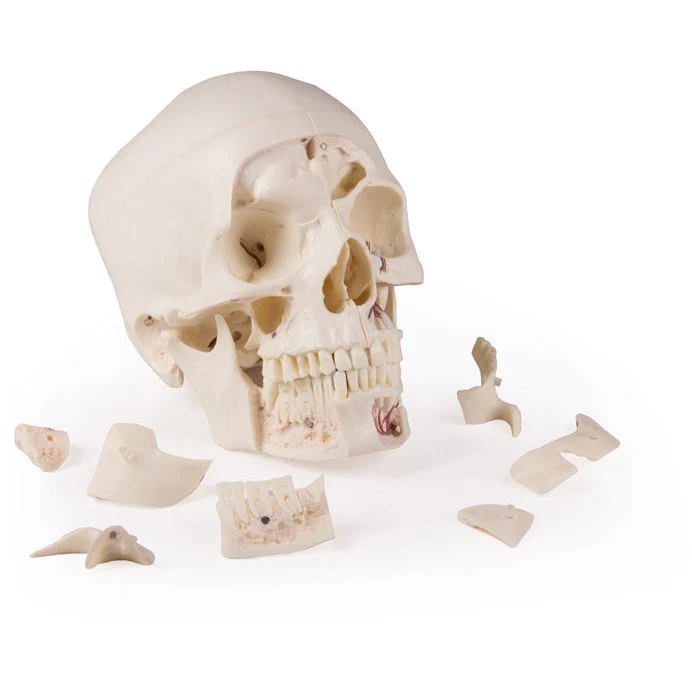 Deluxe Demonstration Skull - 14 Part For Advanced Studies