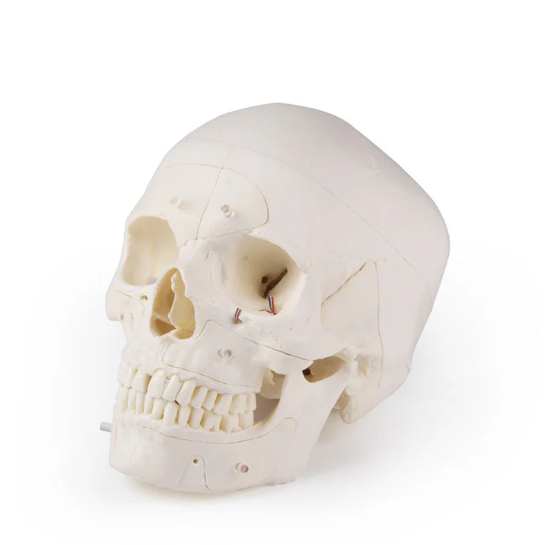 Deluxe Demonstration Skull - 14 Part For Advanced Studies - Image 10