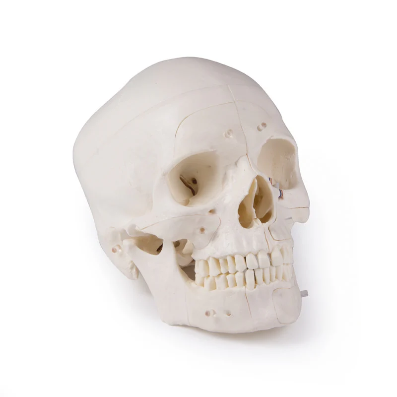 Deluxe Demonstration Skull - 14 Part For Advanced Studies - Image 11