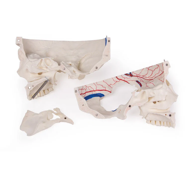 Deluxe Demonstration Skull - 14 Part For Advanced Studies - Image 2