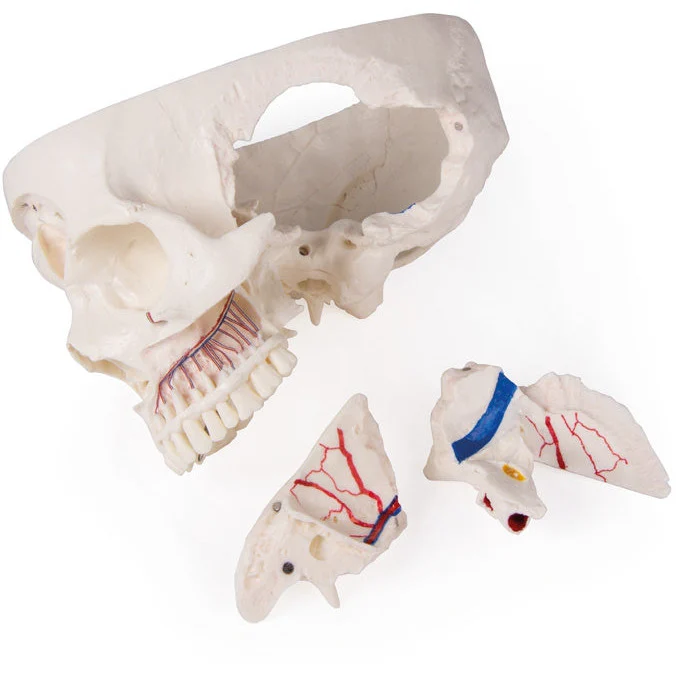 Deluxe Demonstration Skull - 14 Part For Advanced Studies - Image 3