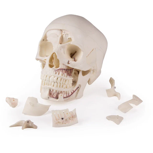 Deluxe Demonstration Skull - 14 Part For Advanced Studies - Image 5