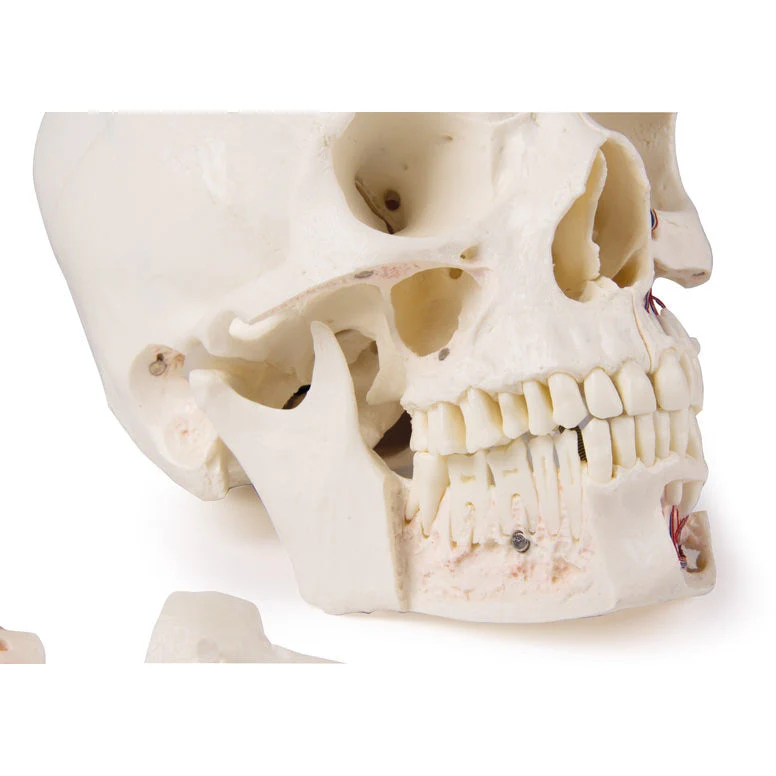 Deluxe Demonstration Skull - 14 Part For Advanced Studies - Image 6