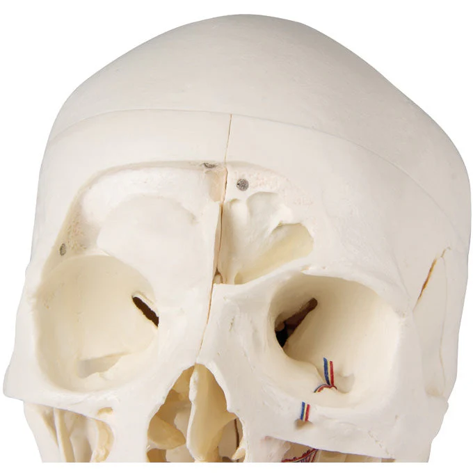 Deluxe Demonstration Skull - 14 Part For Advanced Studies - Image 7