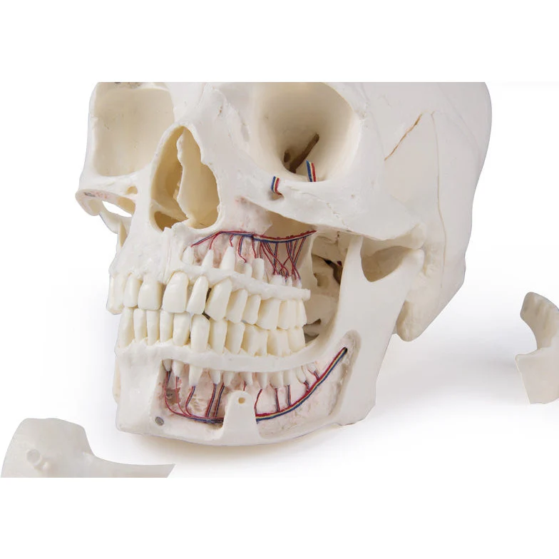 Deluxe Demonstration Skull - 14 Part For Advanced Studies - Image 8