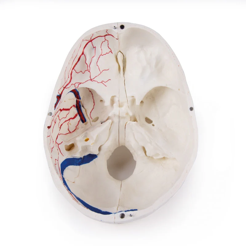 Deluxe Demonstration Skull - 14 Part For Advanced Studies - Image 9