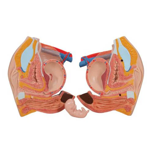 Deluxe Dual Sex Human Torso Model, 24 part - Image 3