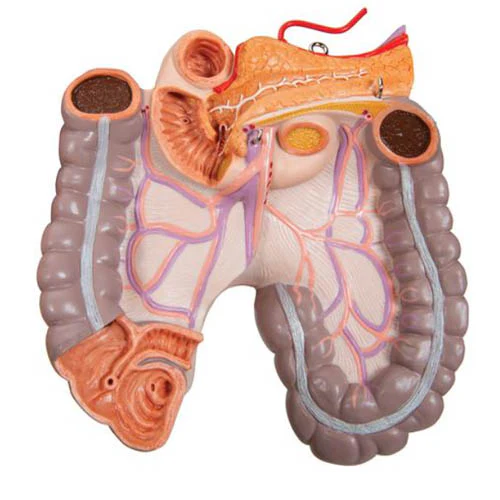 Deluxe Dual Sex Human Torso Model, 24 part - Image 4