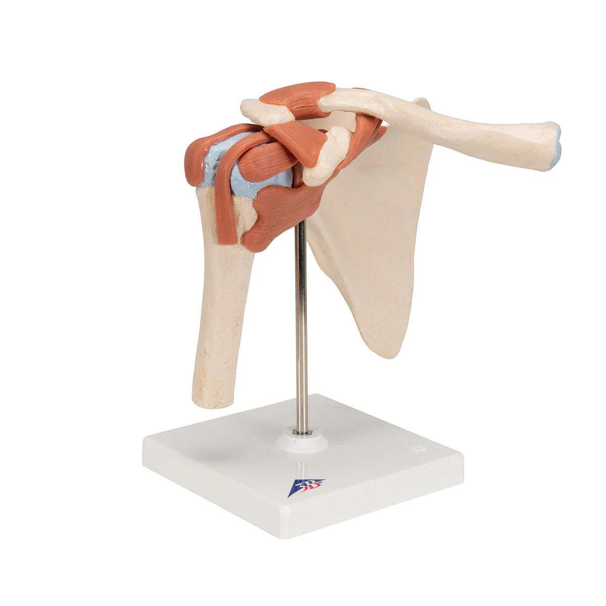 Deluxe Functional Human Shoulder Joint, Physiological Movable - Image 2
