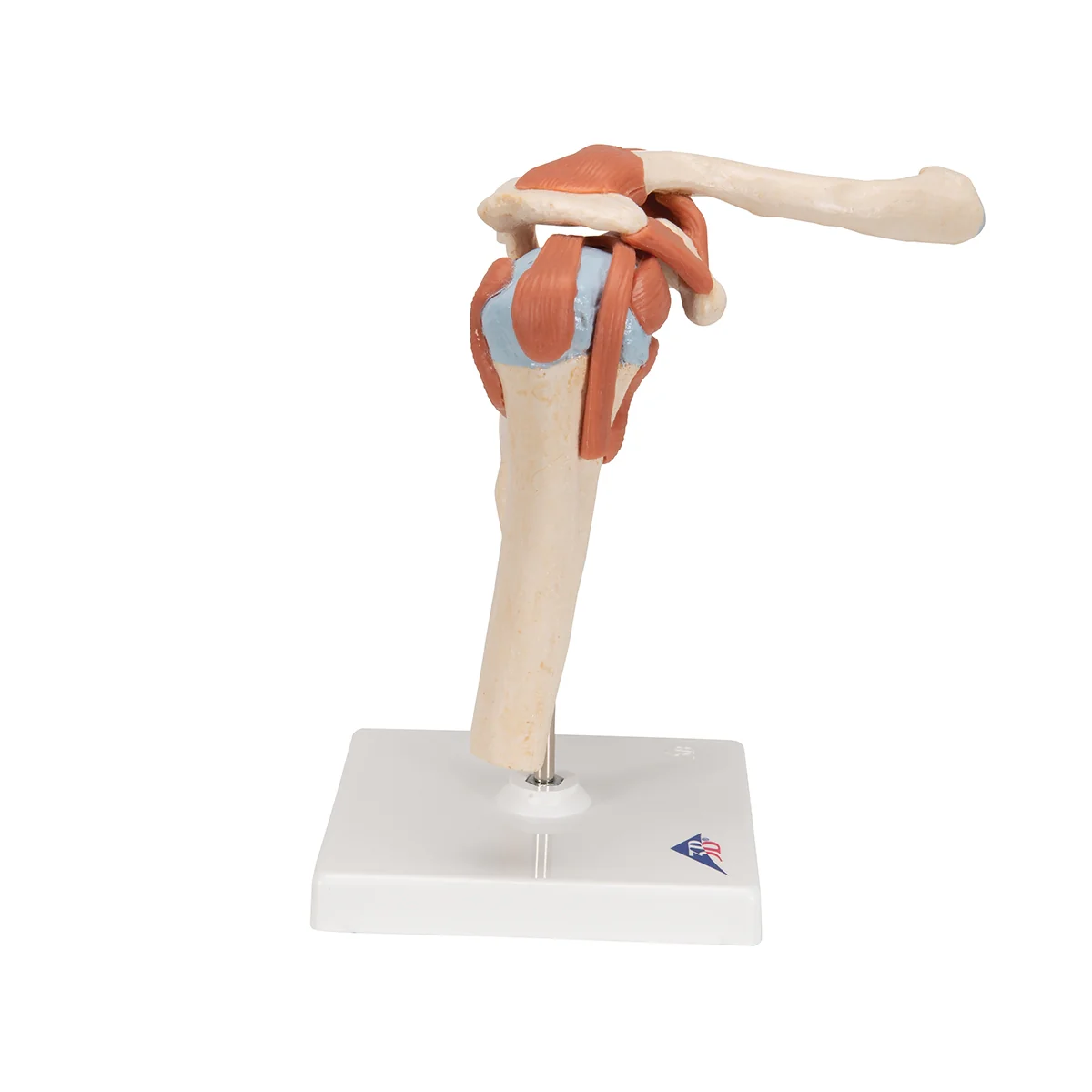 Deluxe Functional Human Shoulder Joint, Physiological Movable - Image 3