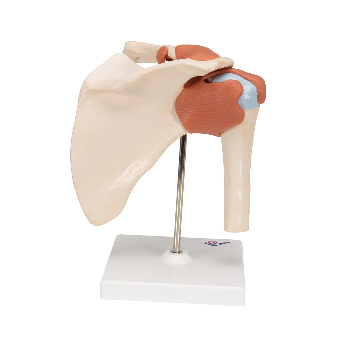 Deluxe Functional Human Shoulder Joint, Physiological Movable - Image 4