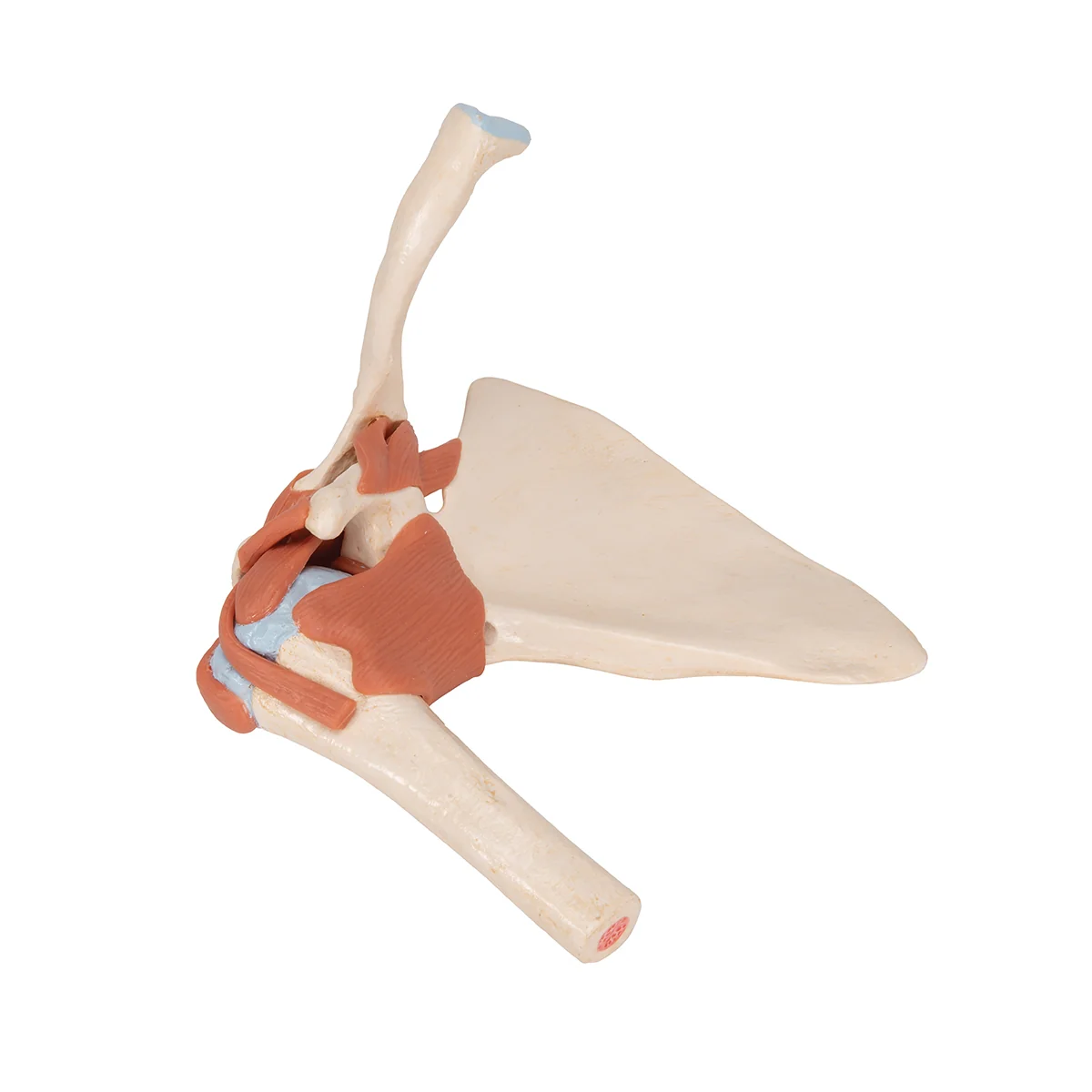 Deluxe Functional Human Shoulder Joint, Physiological Movable - Image 5
