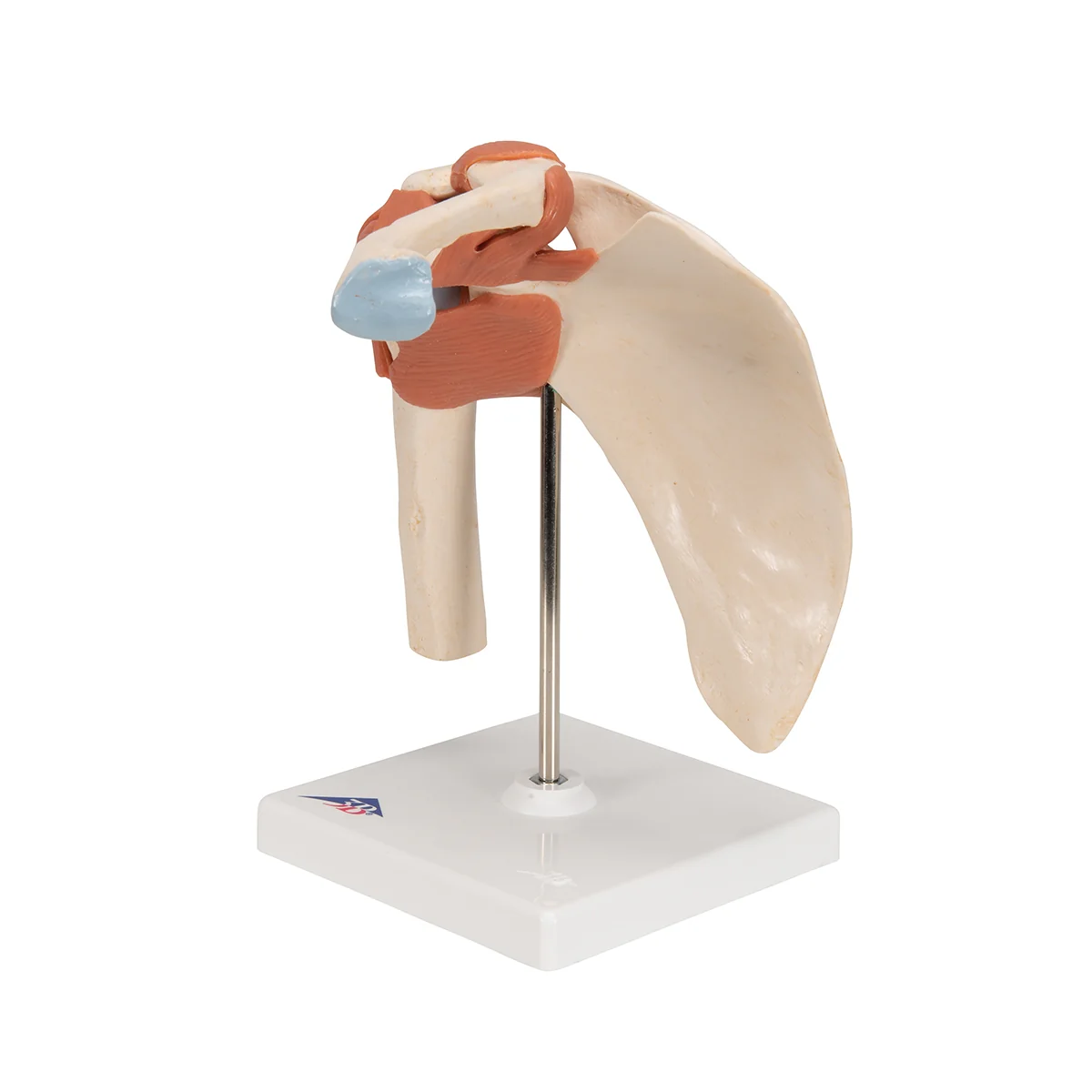 Deluxe Functional Human Shoulder Joint, Physiological Movable - Image 6