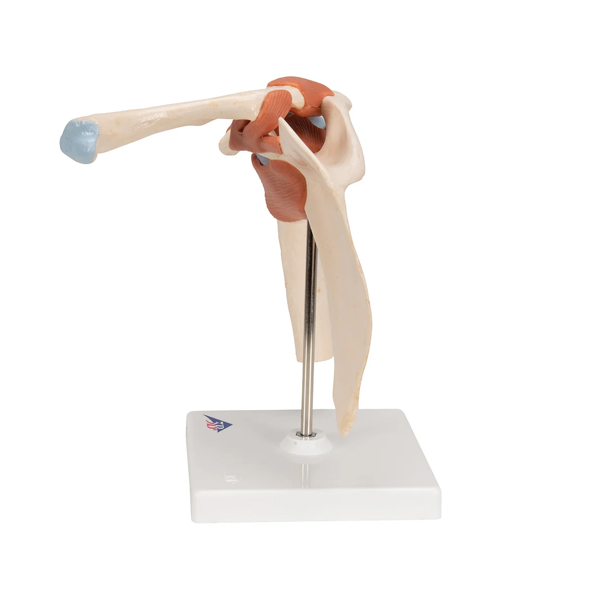 Deluxe Functional Human Shoulder Joint, Physiological Movable - Image 7