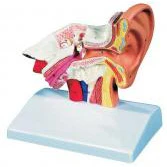 Desktop Ear Model - Image 2