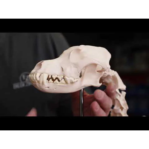 Dog Skeleton life size - Image 10