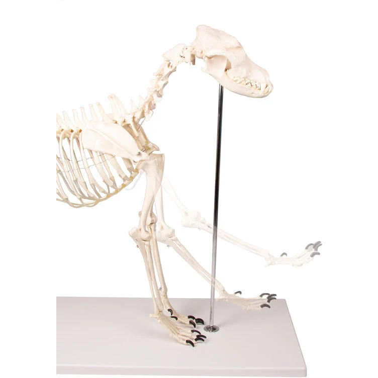 Dog Skeleton life size - Image 2